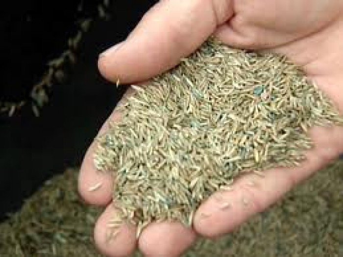 Gói 500g Hạt giống cỏ mobasa ghine - Hạt giống cỏ sả lá lớn - cỏ dùng cho chăn nuôi