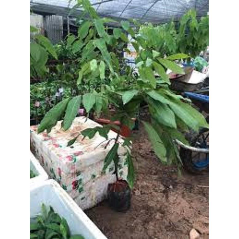Cây giống NHÃN KHÔNG HẠT THÁI LAN- Cây giống chuẩn F1