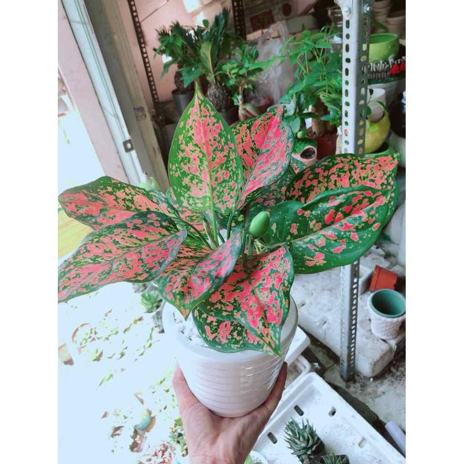 Chậu cây vạn lộc Bán Chạy