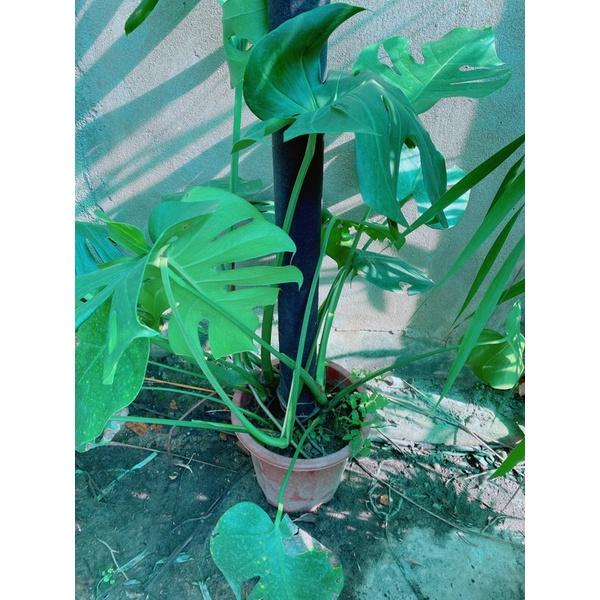 Trầu Bà Lá Sẻ Leo Cột