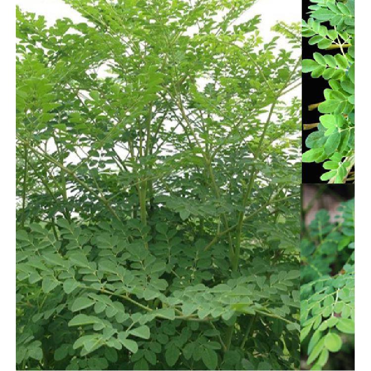 Hạt giống cây chùm ngây F1 - 20 hạt/gói