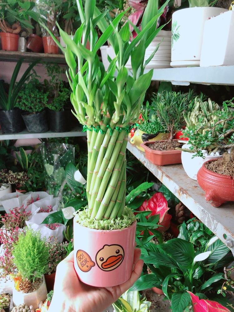 Chậu Cây Trúc Phát Tài