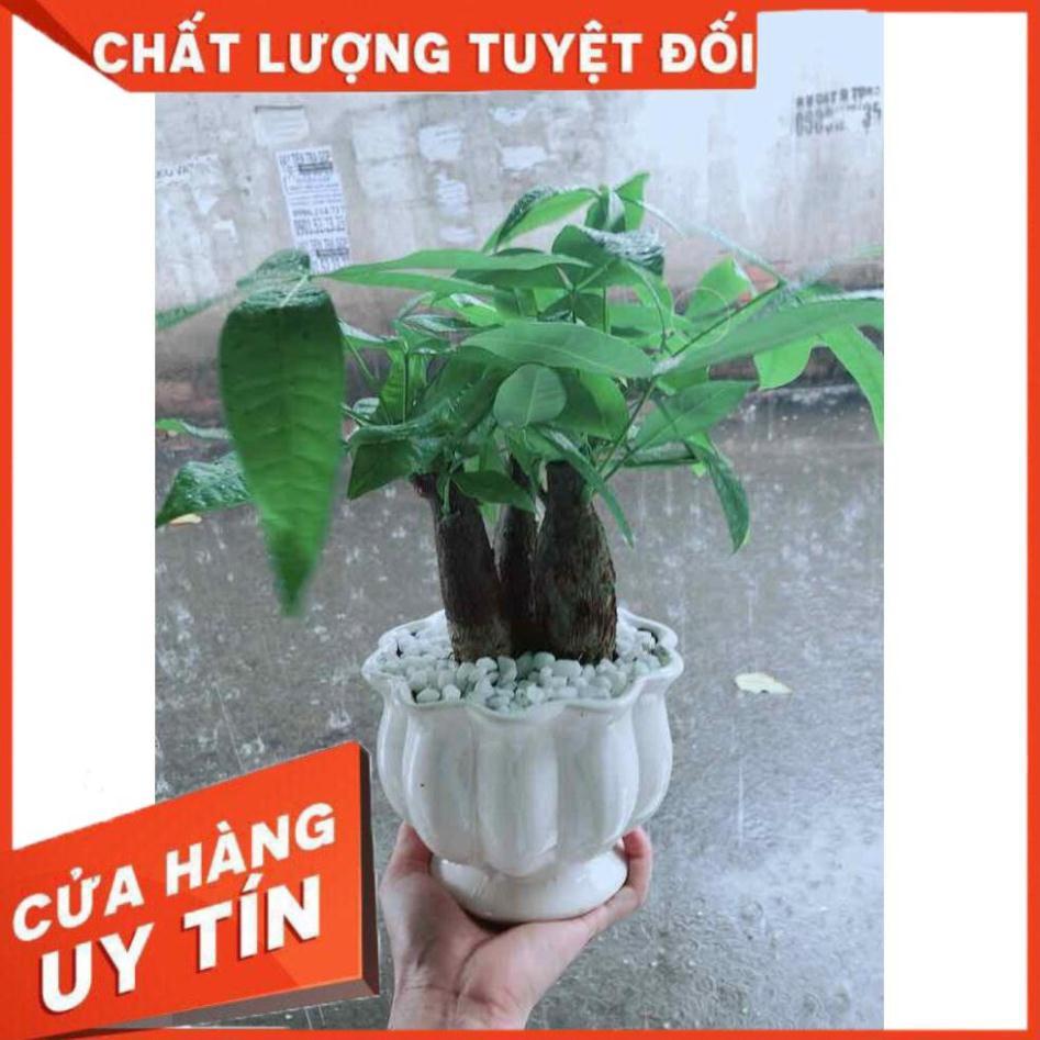 Chậu Kim Ngân 3 Thân Nhiều Người Mua