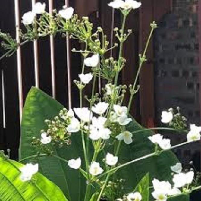 CHẬU CÂY BÁCH THỦY TIÊN MANG LẠI MAY MẮN CHO GIA CHỦ, CỰC DỄ TRỒNG