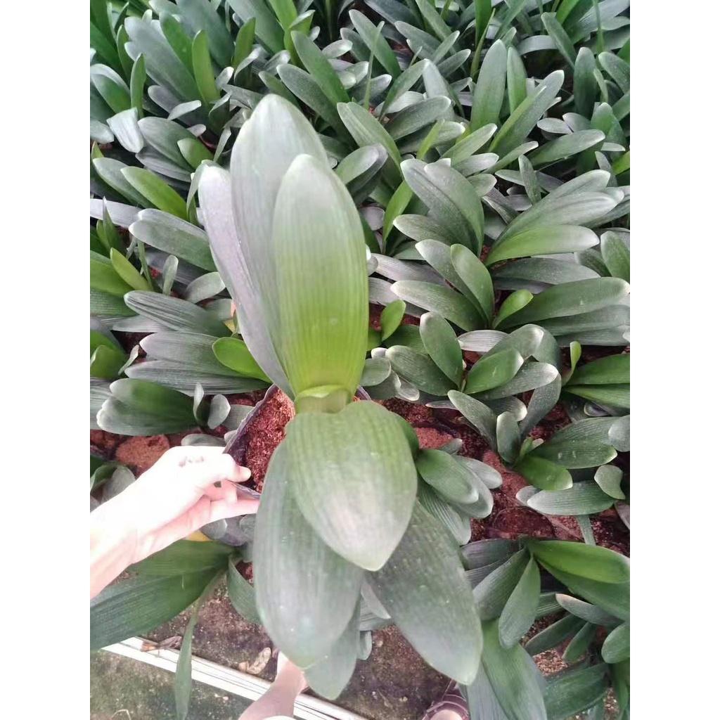 Cây Lan Quân Tử GỬI NGUYÊN CẢ CHẬU CẢ BẦU , HOA CHUẨN TẾT NGUYÊN ĐÁN - LQTC