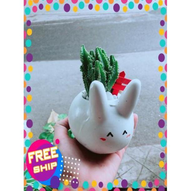 Chậu Xương Rồng Thanh Sơn Thỏ Trắng