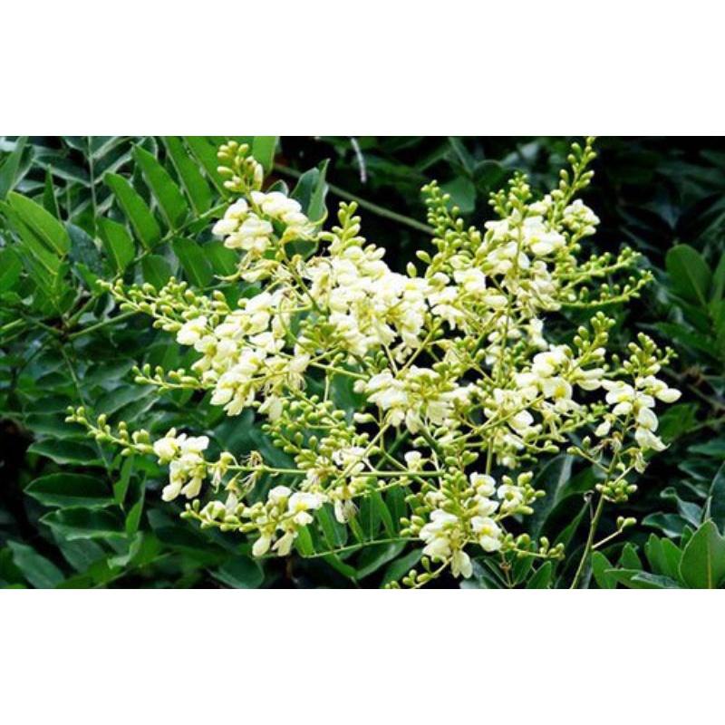 CÂY GIỐNG HOA HÒE