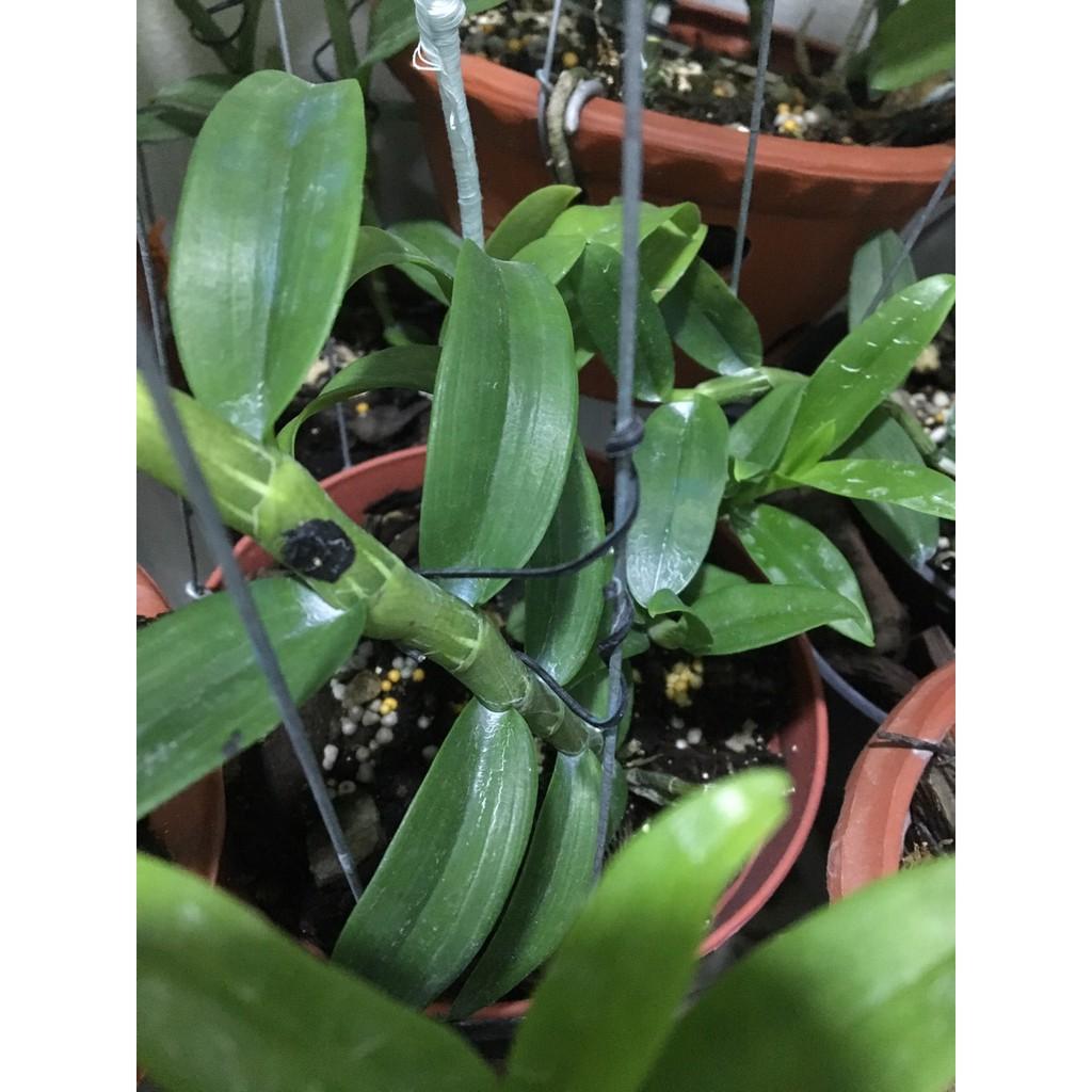 Dây buộc lan màu đen 200gr