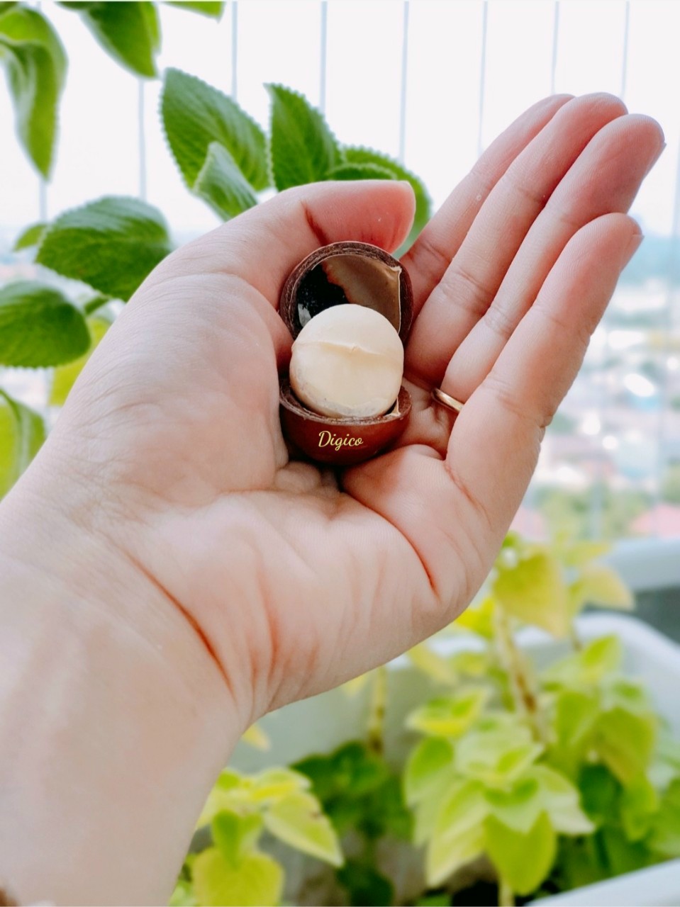 Hạt mắc ca sấy nứt vỏ thơm ngon - hộp 250gr