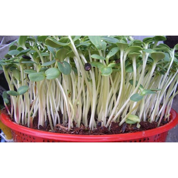 Hạt giống mầm hướng dương