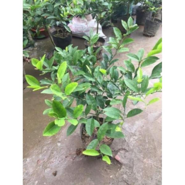 Sản phẩm CHANH TỨ QUÝ SẴN QUẢ