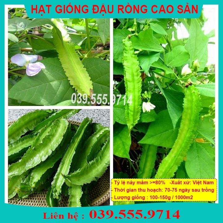 HẠT GIỐNG ĐẬU RỒNG TỨ QUÝ SIÊU QUẢ