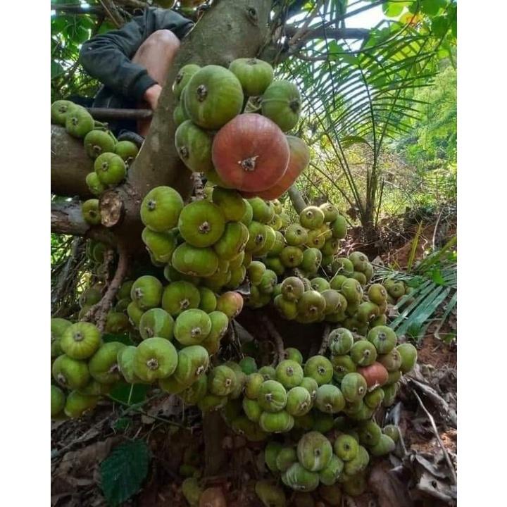 Cây Giống Vả mật xanh, ngoã mật