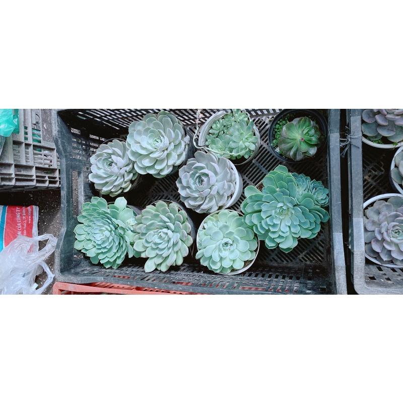 Sen Đá Size Lớn 60k/cây