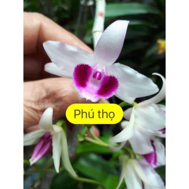 Sản Phẩm Hoa phong lan phi điệp 5ct cánh trắng phú thọ gieo hạt