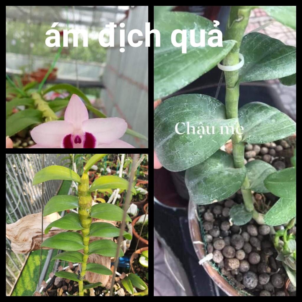 Hoa lan phi điệp tím bắc cạn