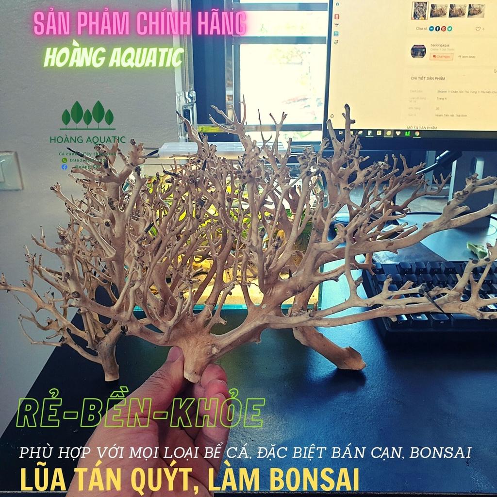 LŨA XƯƠNG CHÙM, TÁN QUÝT, TÁN ĐẸP, DÙNG SETUP TÁN CÂY BONSAI, HỒ CÁ THUỶ SINH