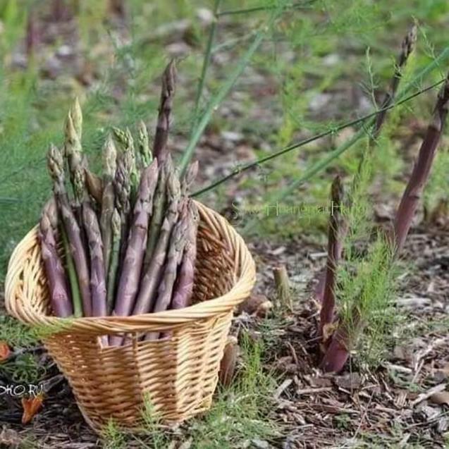 Hạt giống măng tây F1 dễ trồng thu hoạch quanh năm 3 loại cửa hàng hạt giống uy tín