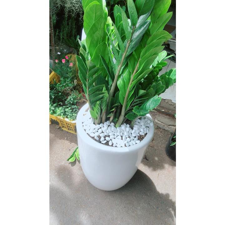 Chậu Cây Kim Phát Tài Cao 1m