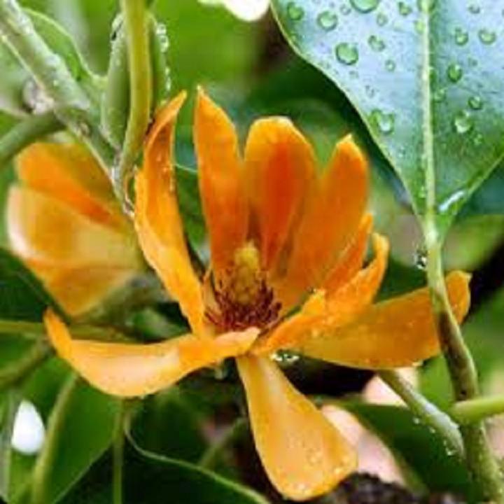 CÂY GIỐNG HOA NGỌC LAN VÀNG