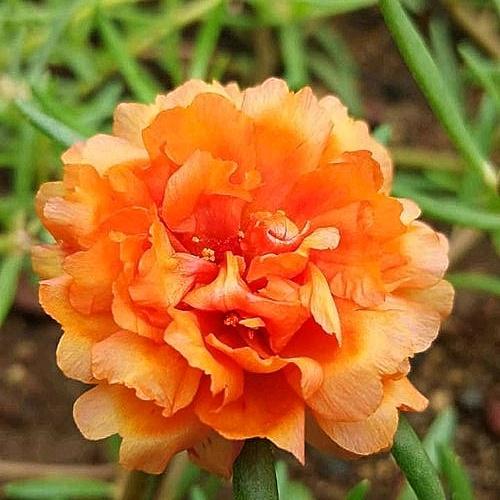Hạt giống hoa mười giờ Hà Lan mix màu gói 0,03gr
