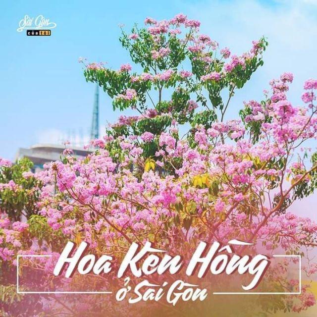 Cây kèn hồng