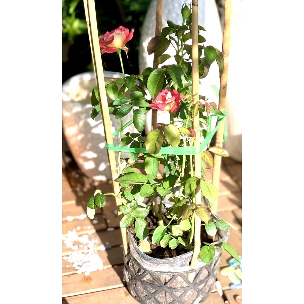 Chậu hoa hồng 2 Da
