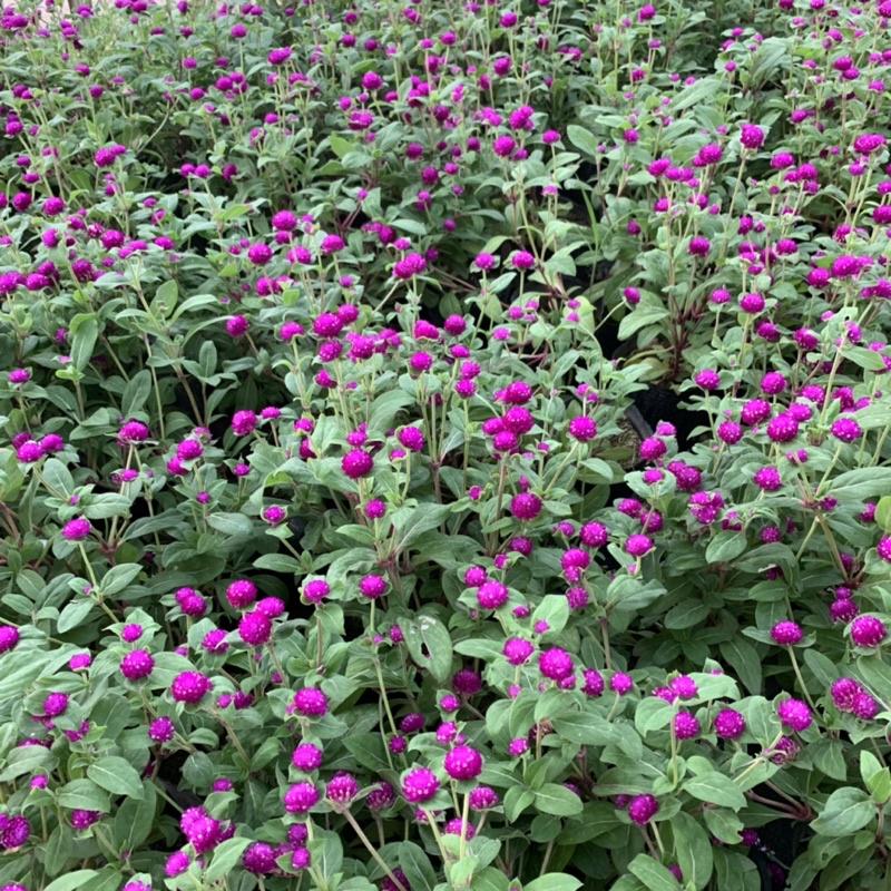 Cây cúc bách nhật cao 15cm, cây hoa cảnh nở rực rỡ trồng trang trí sân vườn, ven đường và công viên