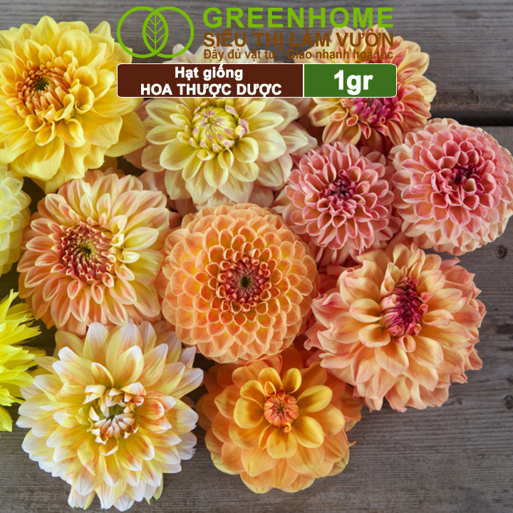 Hạt Giống Hoa Thược Dược Mix Greenhome, Gói 0.1gr, Sai Hoa, Màu Rực Rỡ, Dễ Trồng Quanh Năm H05