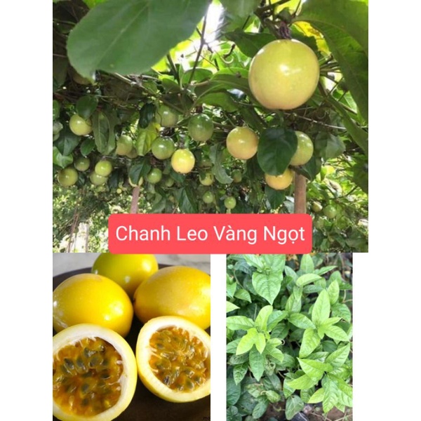 CÂY GIỐNG CHANH LEO VÀNG