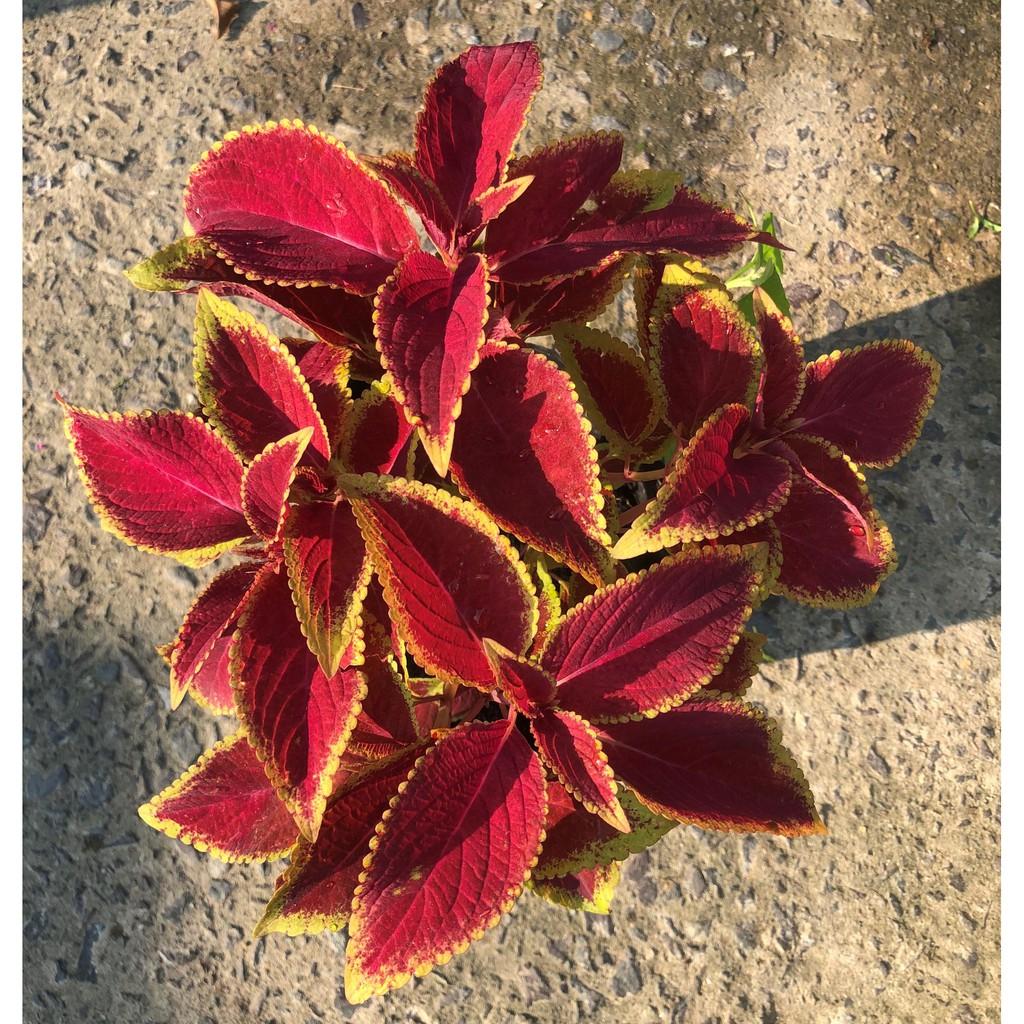 Chậu cây lá Nhung