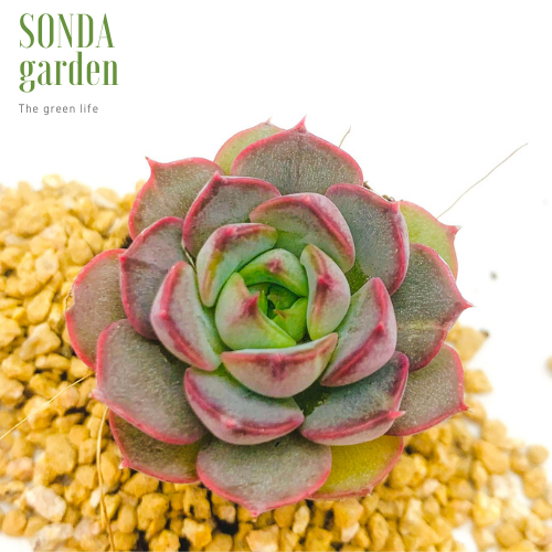 SEN ĐÁ HOA HỒNG ĐỎ SIZE MINI LỖI 1 ĐỔI 1