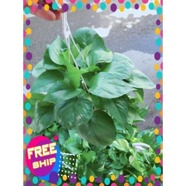 Chậu Trầu Bà Thái