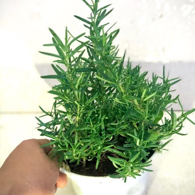 Cây hương thảo - Rosemary size trung - cây gia vị với hương thơm dịu nhẹ, vừa đuổi muỗi lại giúp thoải mãi