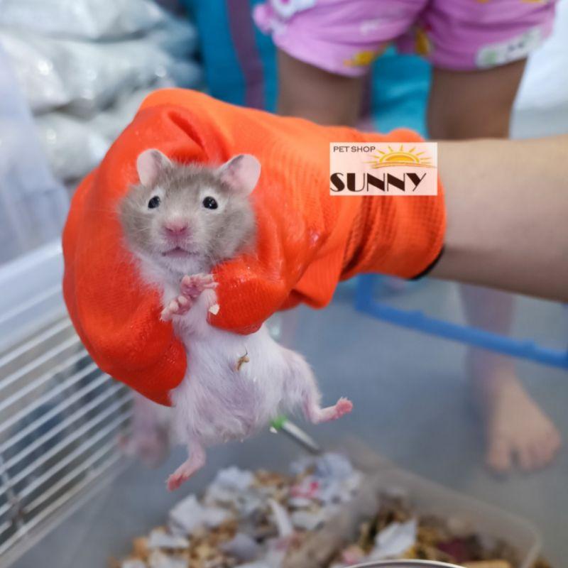 Găng tay bắt hamster, thú cưng chống cắn