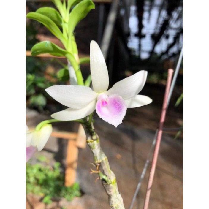 Sản Phẩm Hoa lan phi điệp - 5ct bùi việt