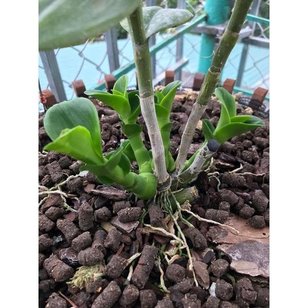 Phân bón sinh học Kelpit Australia . 100% Rong biển, mát cây, tốt rễ, bung chồi