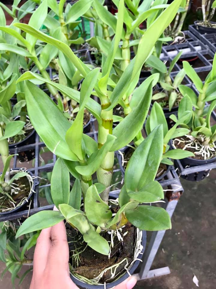 Cây hoa lan Denro Giáng xưa