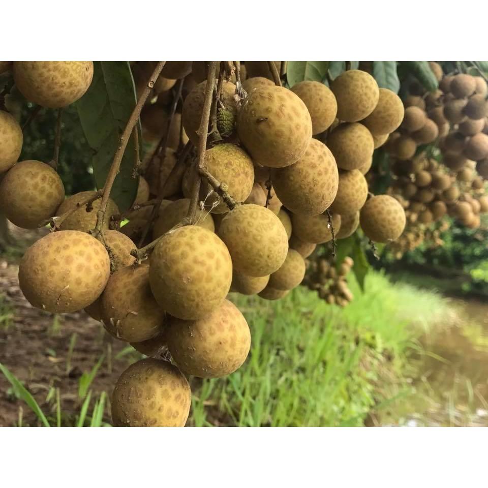 Cây giống nhãn lồng