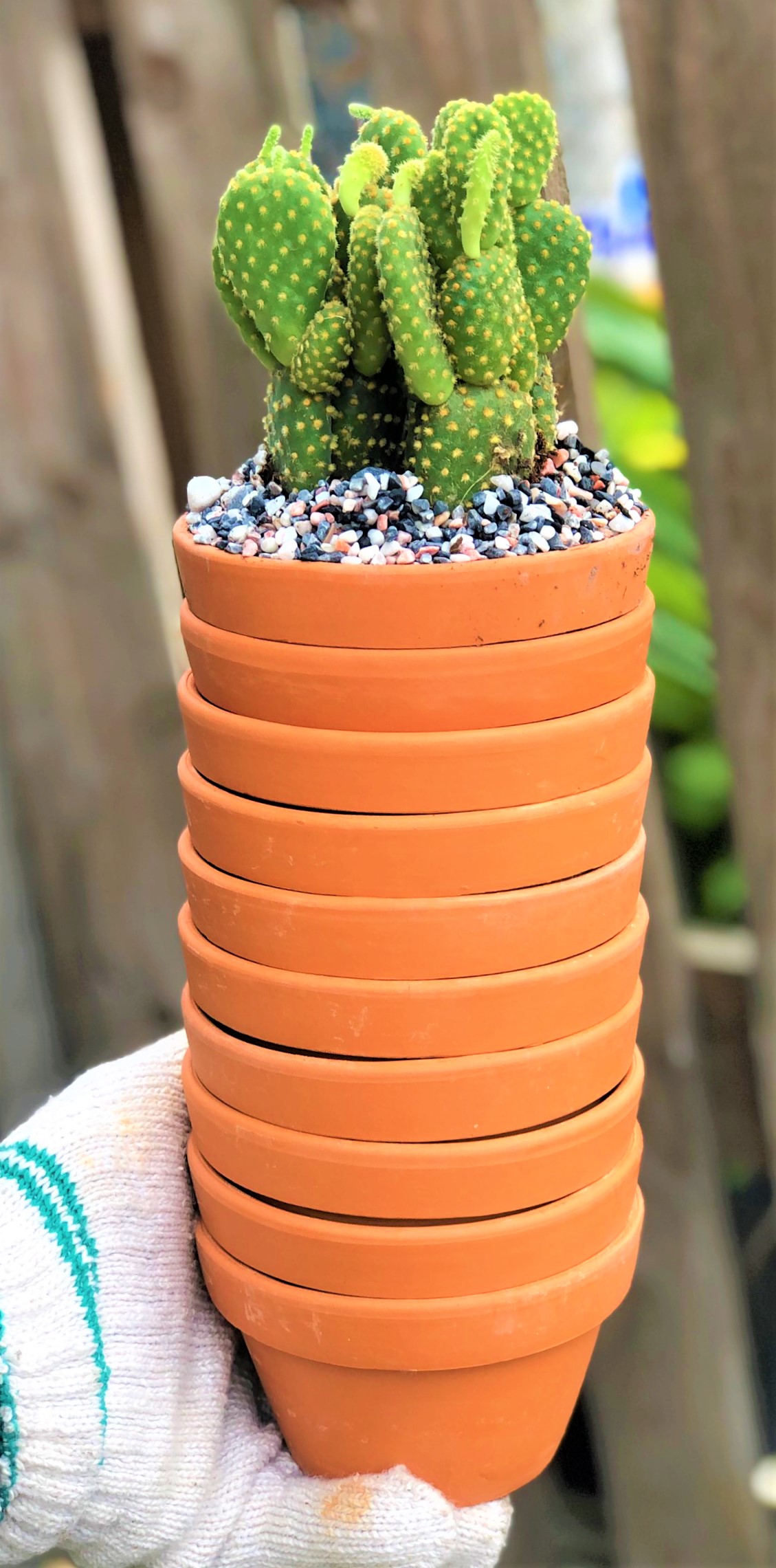 Bộ 10 chậu đất nung trồng xương rồng sen đá Rộng 11 cm x Cao 7 cm