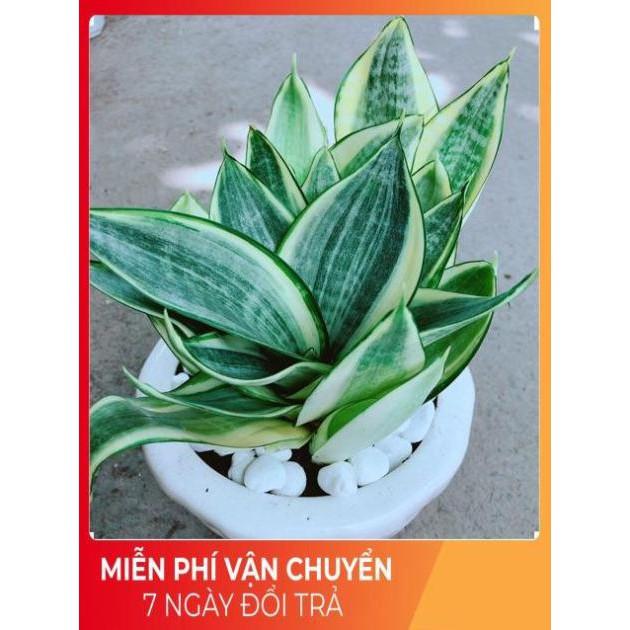 Chậu Lưỡi Hổ Thái Vàng