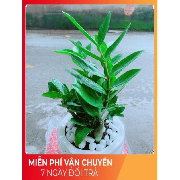 Chậu Kim Tiền Để Bàn