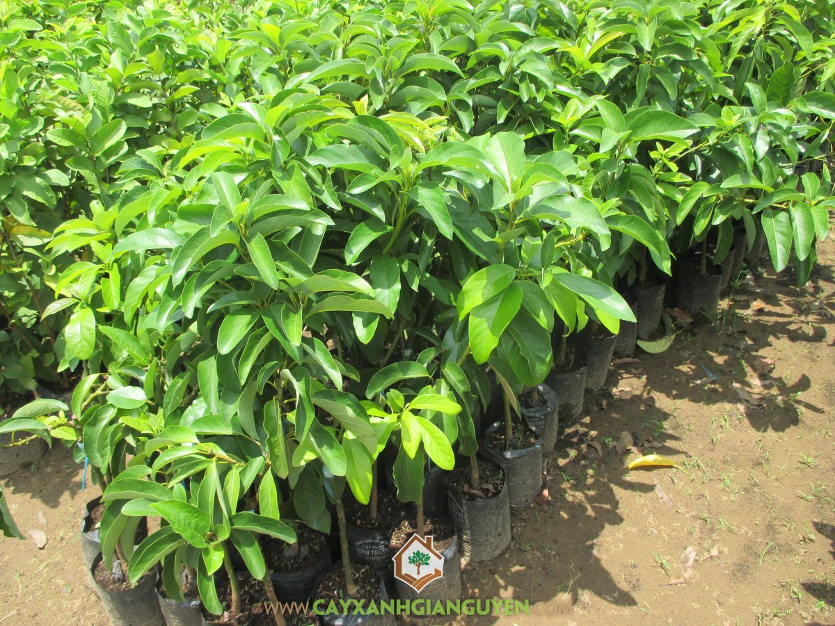 Giống Cây Bơ Fuerte