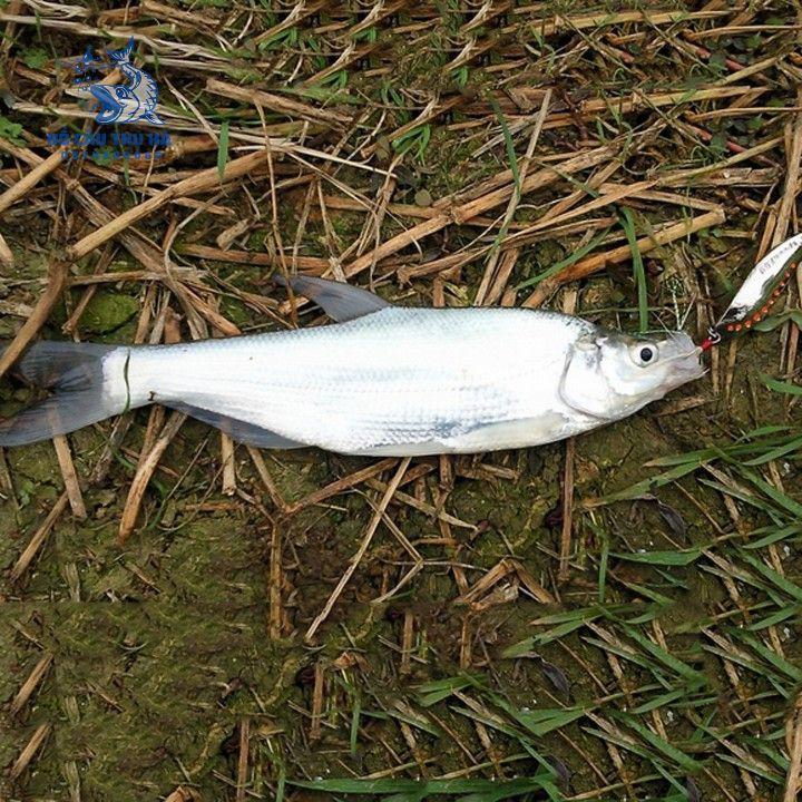 Mồi thìa lure suối, mồi thìa lượn inox