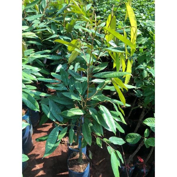 CÂY GIỐNG SẦU RIÊNG MUSANGKING
