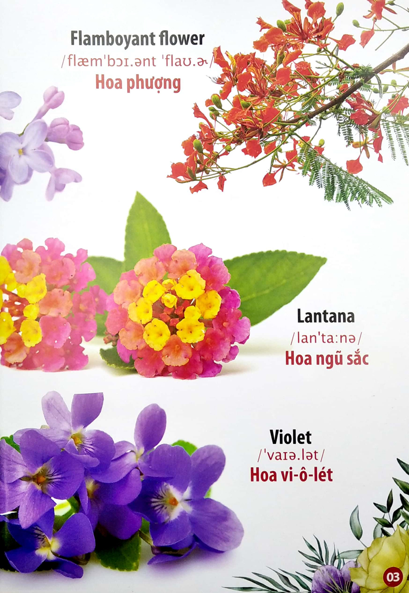 Sách-THƯ VIỆN HÌNH ẢNH SONG NGỮ ĐẦU TIÊN CỦA BÉ - HOA - RAU - CỦ - QUẢ_VT