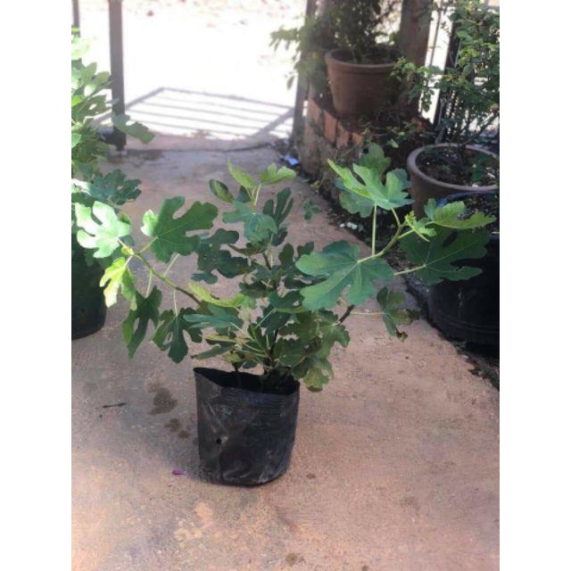 Cây sung Mỹ tặng 2 cây chè xanh