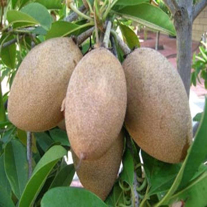 Cây giống hồng xiêm xoài