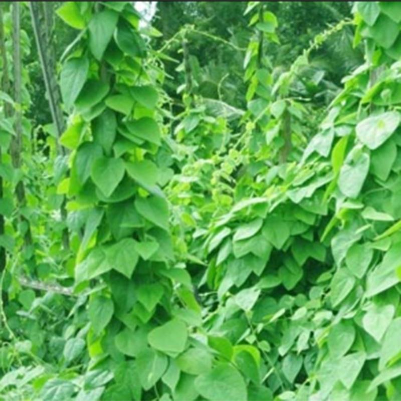 Hạt Giống Cây Sương Sâm Lông KNS3539 - Gói 10 hạt