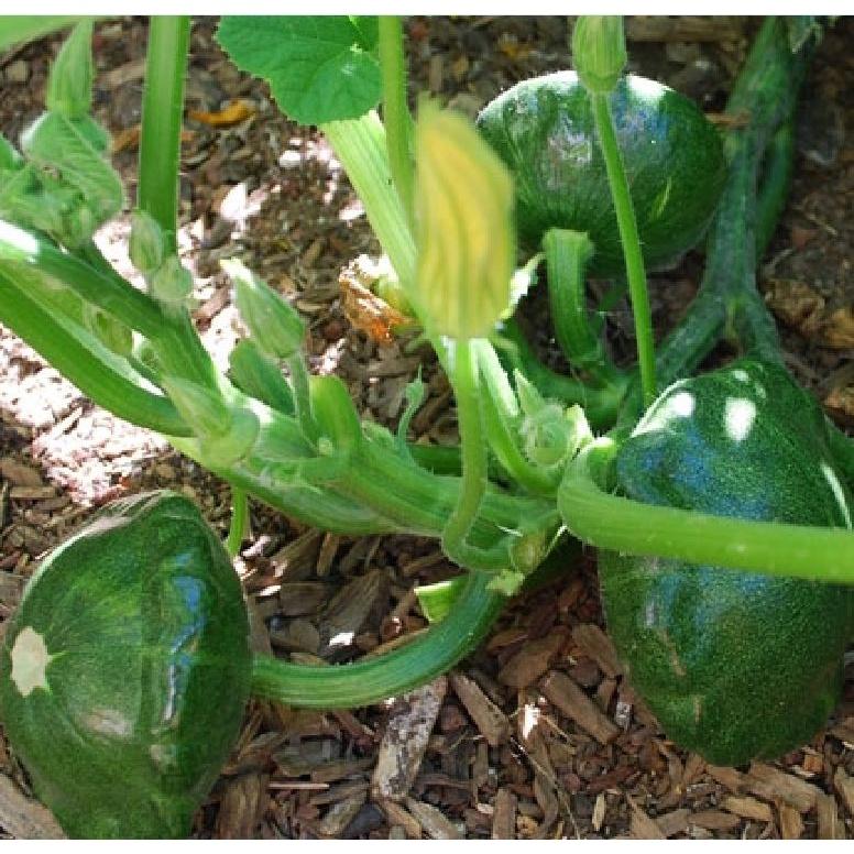 Hạt giống bí đĩa bay mix màu KNS323- Gói 10 hạt